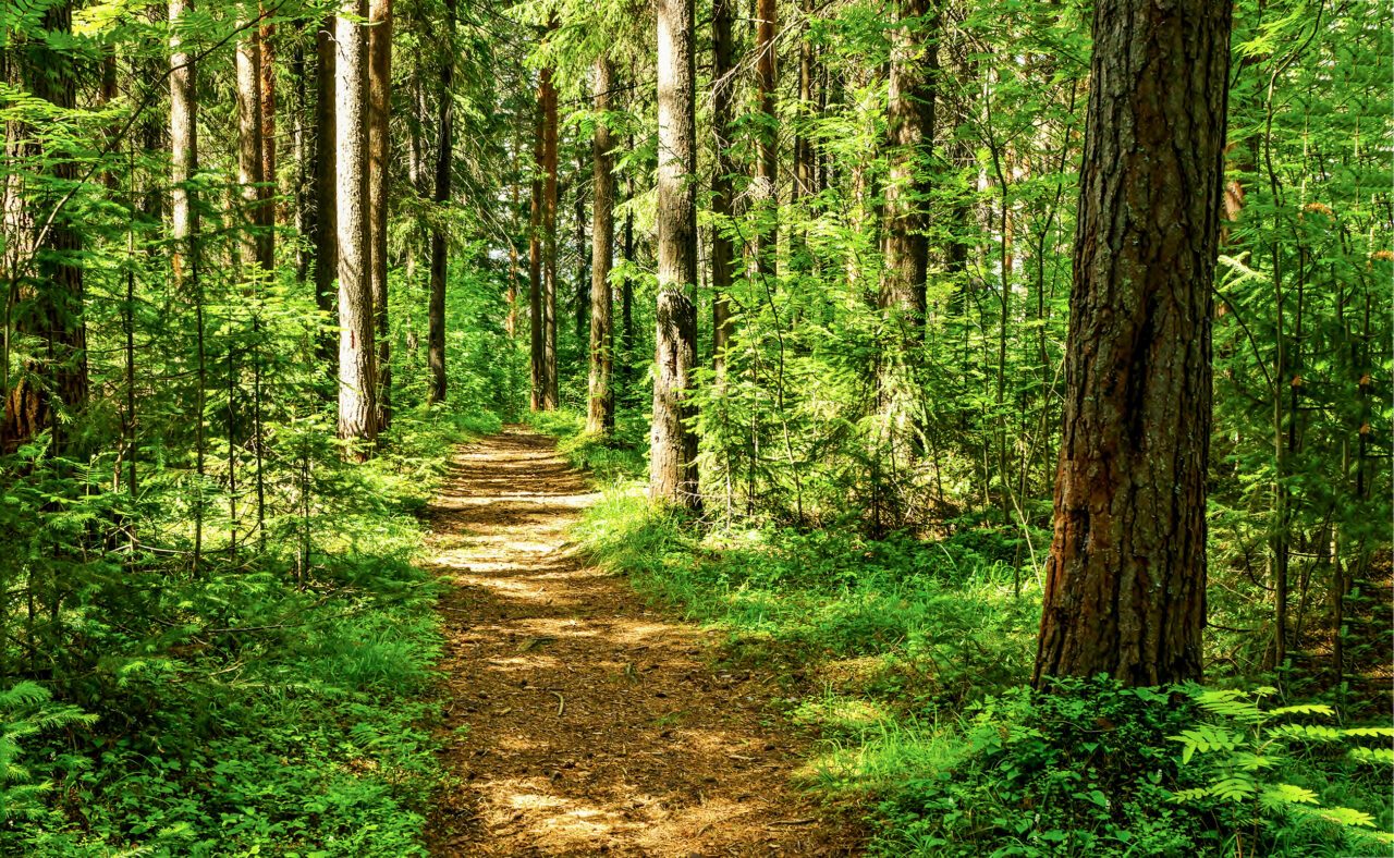 Forest,Trail,Scene.,Woodland,Path